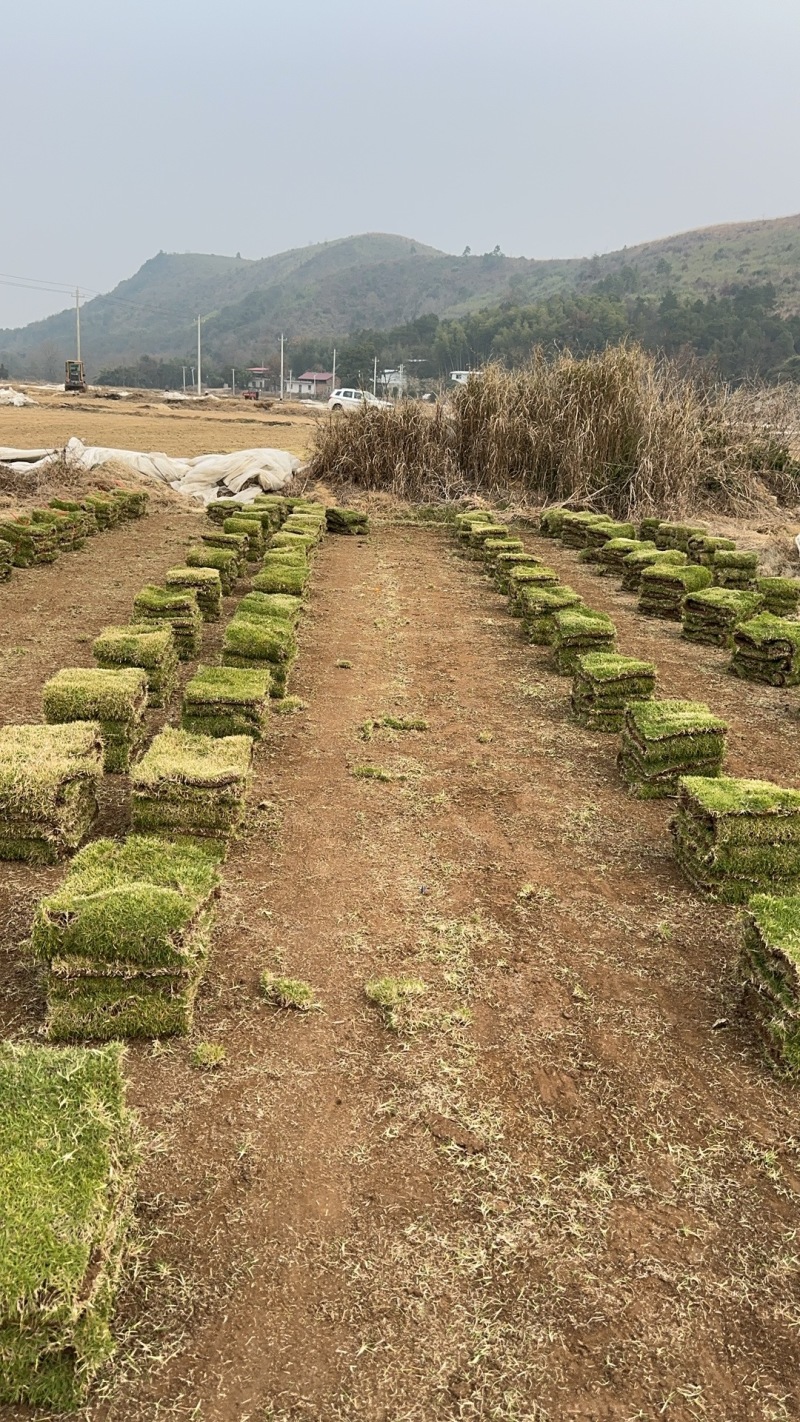 湖北草坪基地批发图片