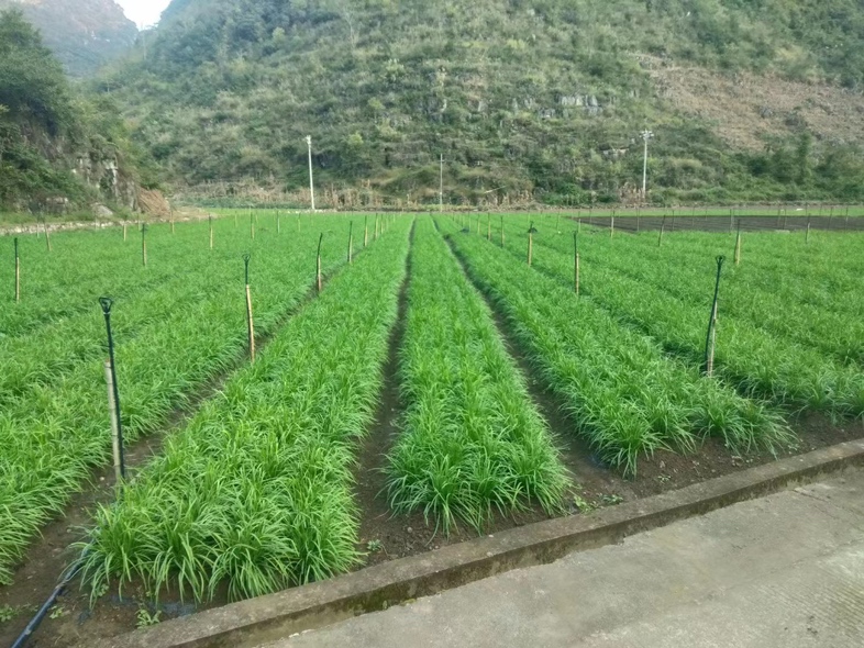 显示韭菜在田间的整齐排列,农民正在进行松土管理作业 韭菜田间管理实景图
