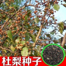 新采杜梨种子棠梨树种子嫁接梨树砧木海棠梨野梨子林木种子
