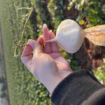 湛江雷州凉薯，产地批发