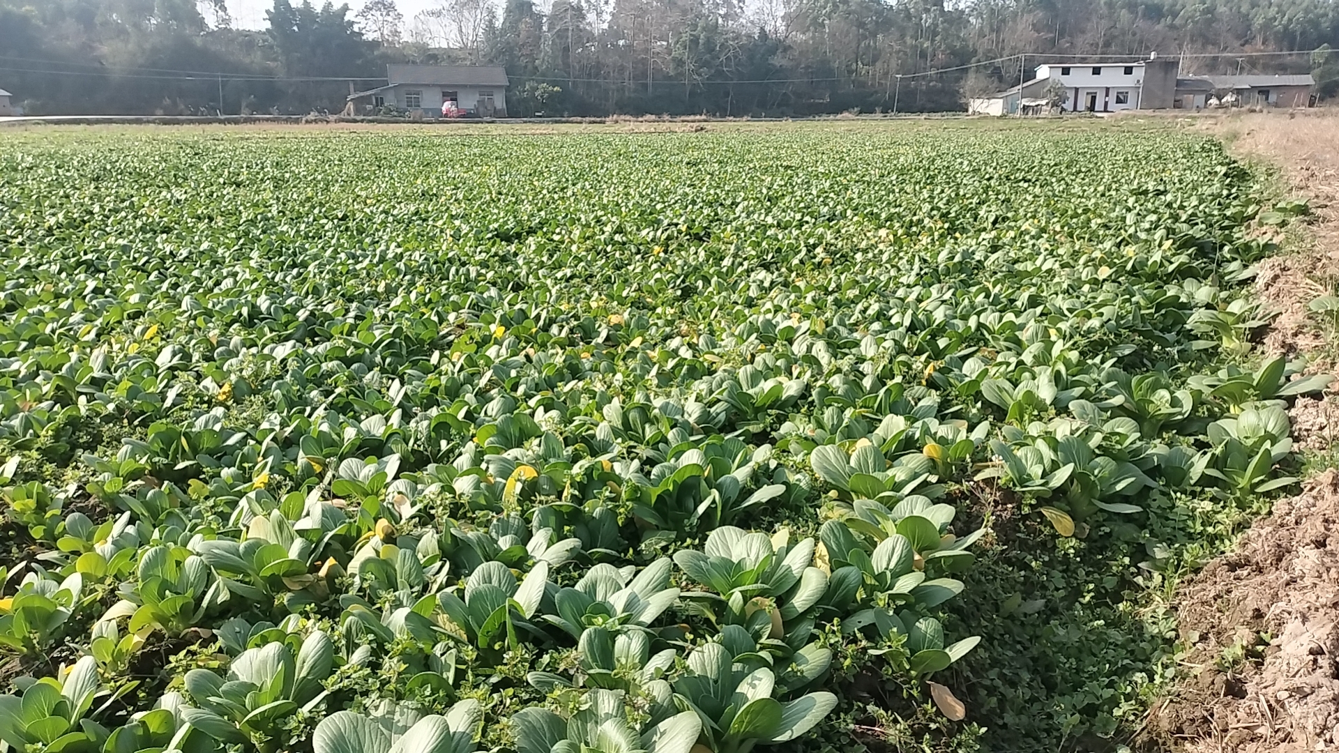 华油567油菜在田间生长情况