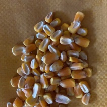 玉米豆粕麦麸