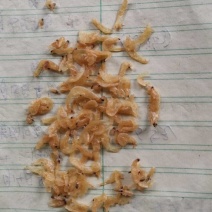 饲料虾皮