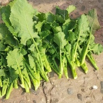 油菜苔