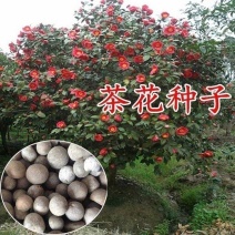 绿茶种子茶树种子耐寒茶叶种子油茶种子红色油茶种子白花油茶