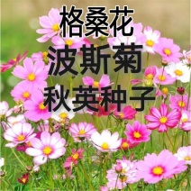 波斯菊种子格桑花种子扫帚梅种子秋英种子花卉种子绿化花海田