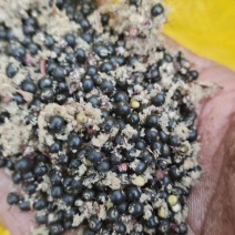 大通草种子