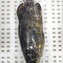 珍珠龙胆石斑云龙斑老虎斑支持社区供应300g-2000G