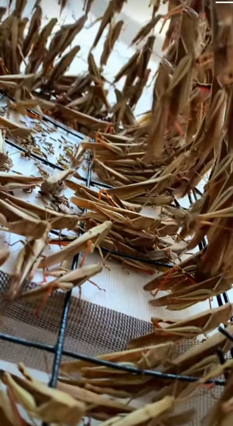 武宣,大只野生,丁蜢混合,花腿