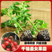 常年出售各种圣女果苗小西红柿苗品种齐全包成活率高