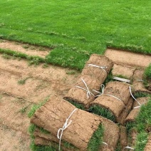 草坪草马尼拉草坪大量供应中量大优惠销往全国来电