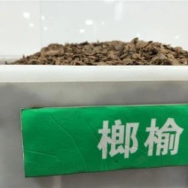 新采榔榆种子榔榆树种子小叶榆种子秋榆种子林木种子发芽率