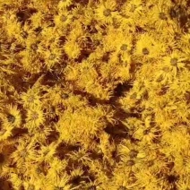 滁州，金丝皇菊