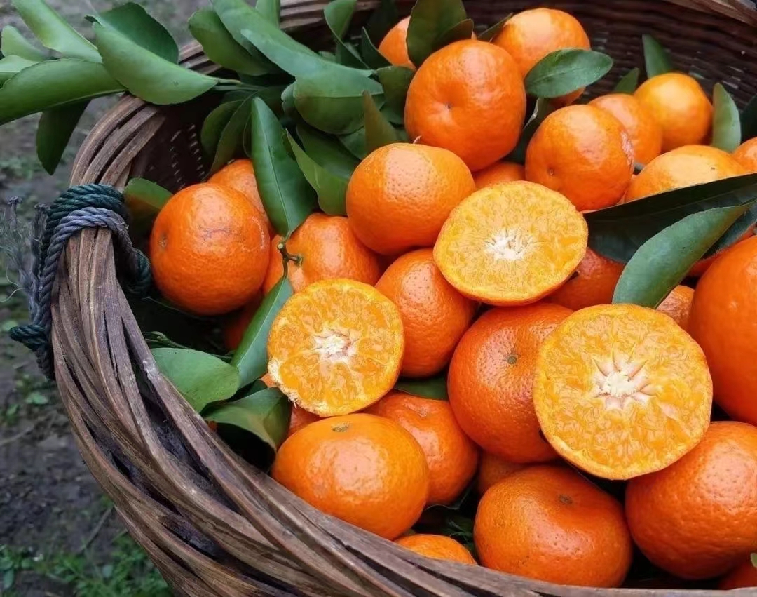 市场摊位上的沙糖桔展示