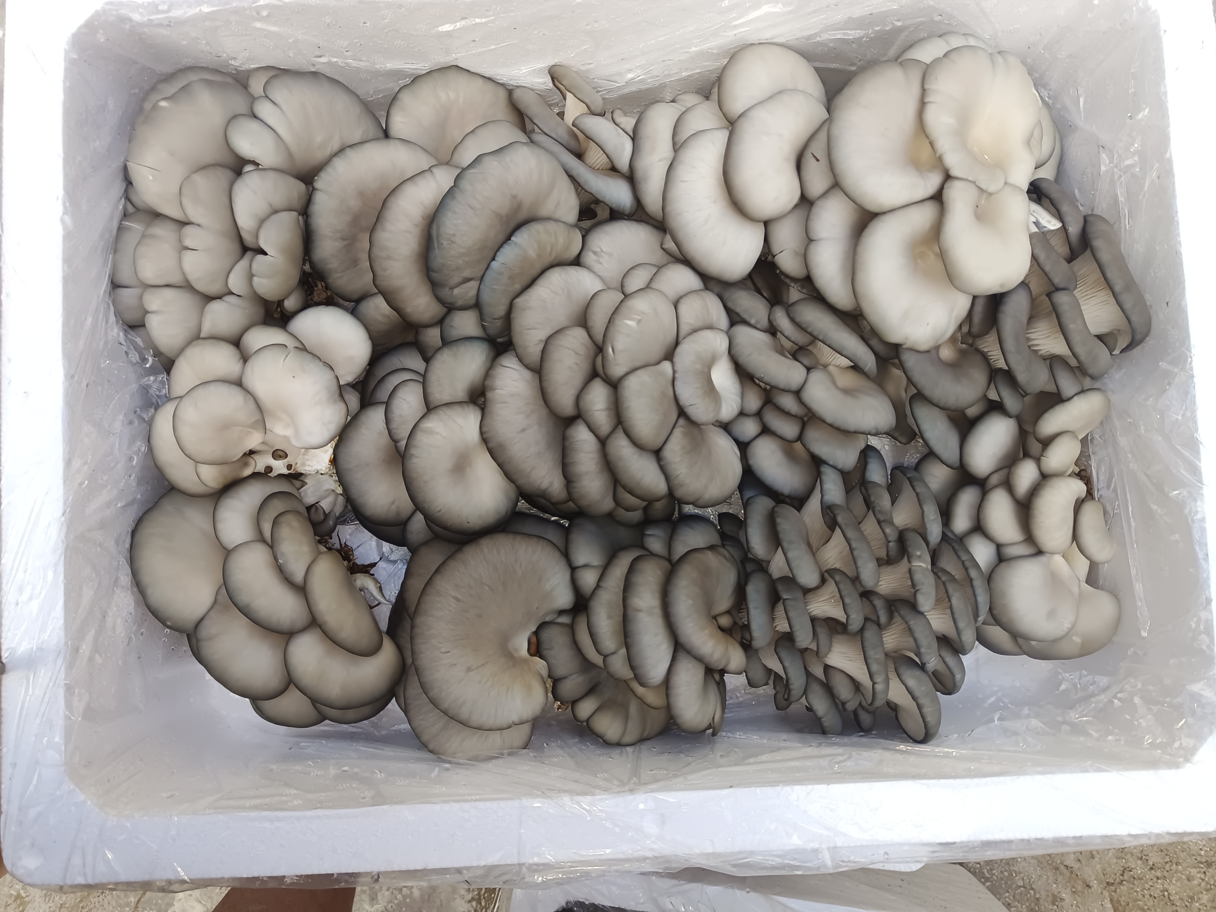 鲜平菇幼菇烹饪应用场景图