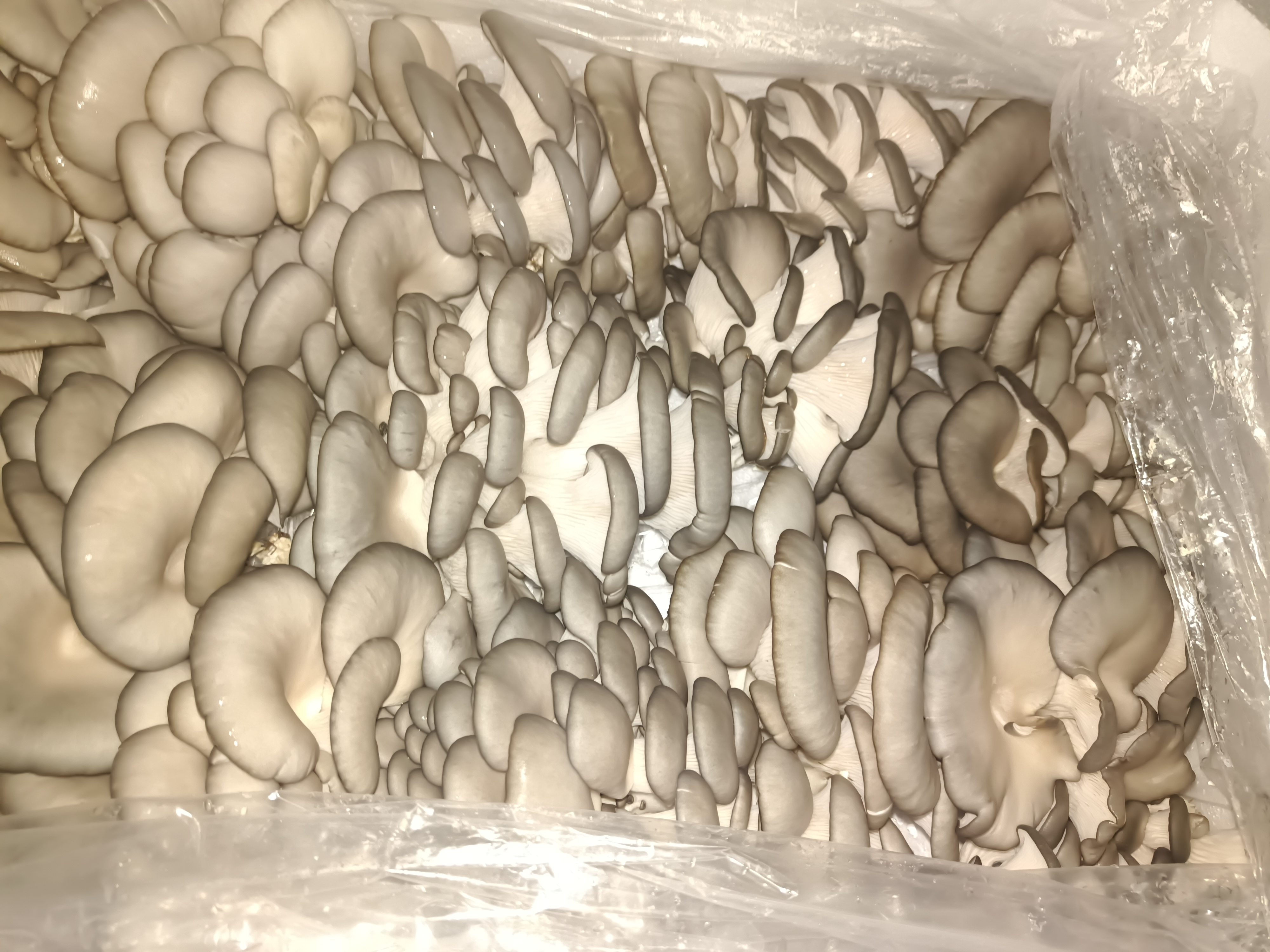 一篮新鲜采摘的灰白色平菇整齐摆放在木质案板上,背景为绿色蔬菜和厨房环境,光线柔和自然,突出平菇的新鲜质感与家庭烹饪场景 图片描述