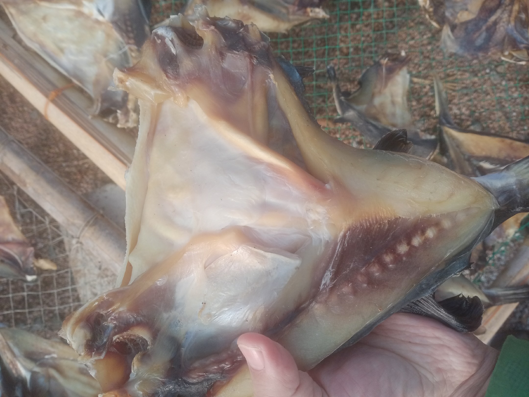 三文鱼头的特写