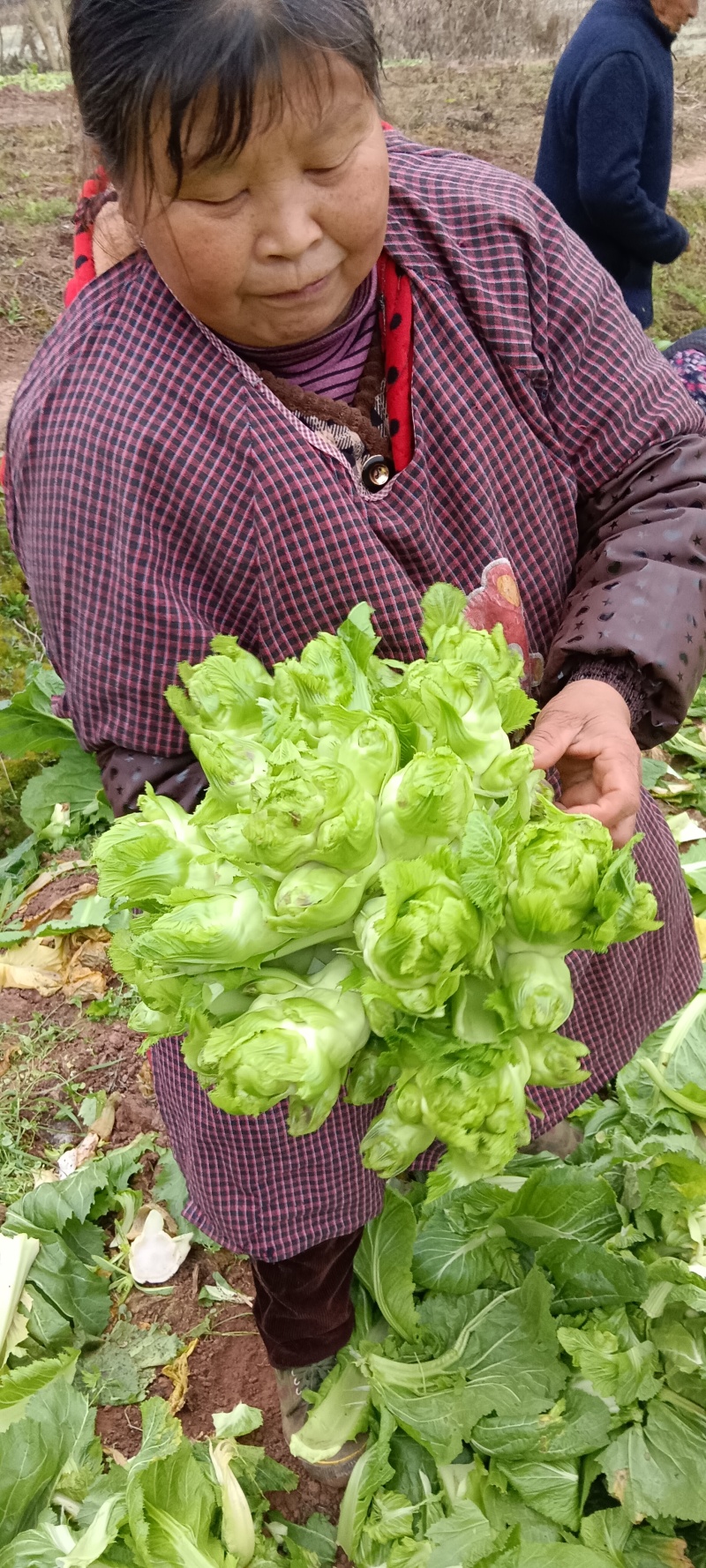 儿菜图片高清图片