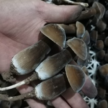 《美味直达》基地种植，鲜品黑鸡枞，现货现发！