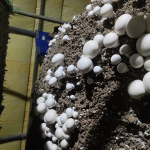 双孢菇大型双孢菇基地承接优质经销商各种等级