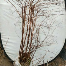 雪柳，飘雪花雪柳，如图，高度一米左右，满花苞点，35元