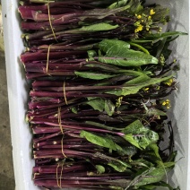 湖北精品红菜苔