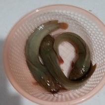 塘鲺鱼