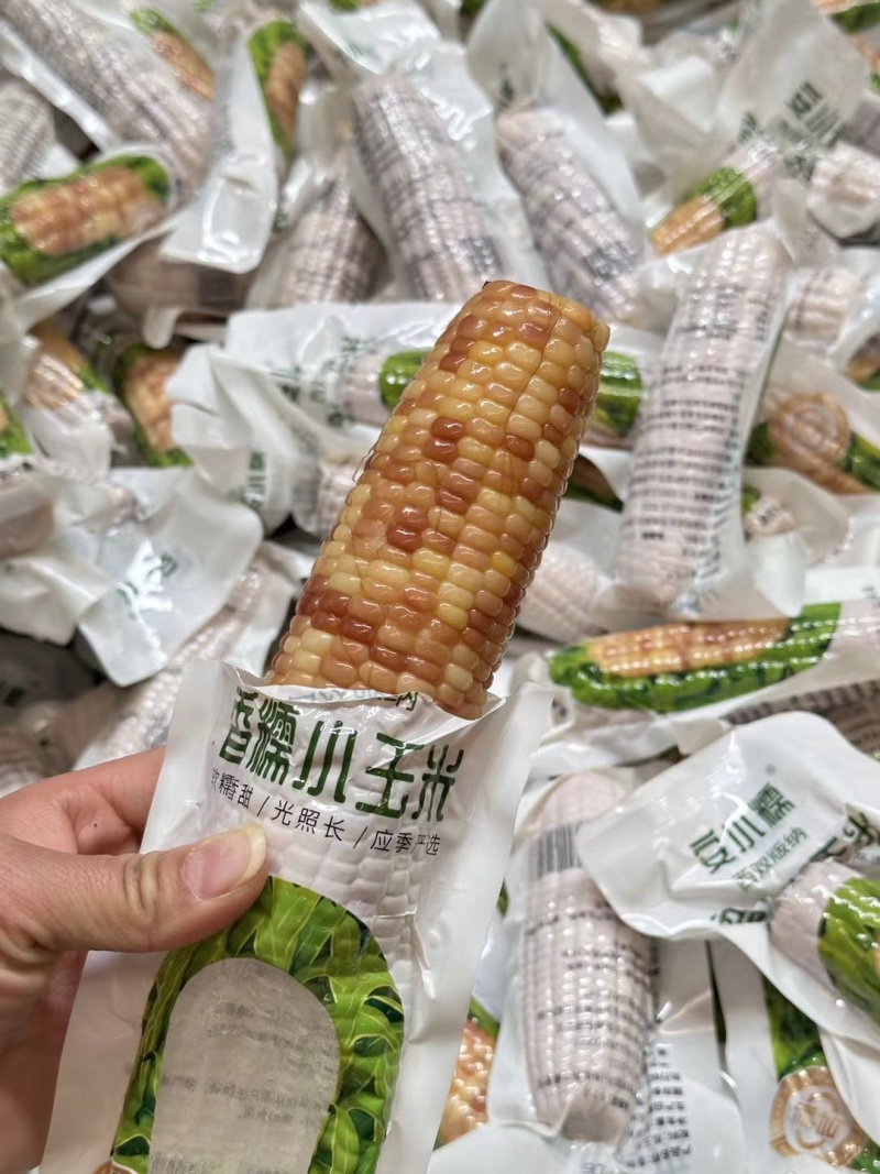 云南西双版纳香糯小玉米软糯香甜,支持一件代发批发团购