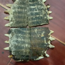 甲鱼壳