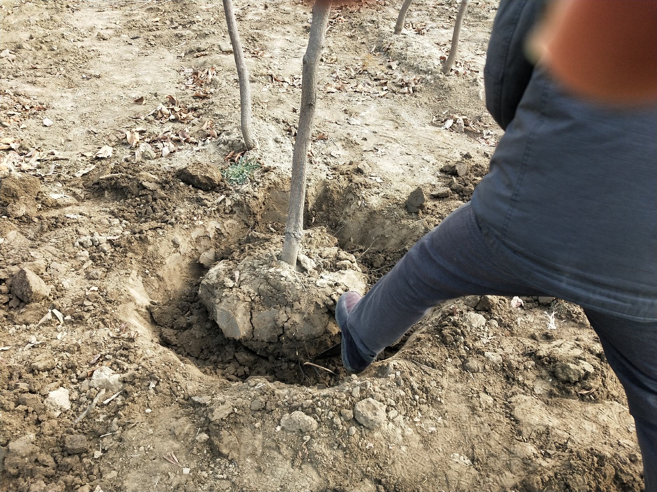 甜脆柿子苗树定植现场,工人正在栽种苗木,土壤已进行改良处理 甜脆柿子苗树定植现场