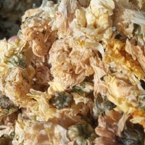 北京烘干菊花