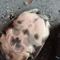 甲鱼