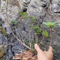 海南叶下珠