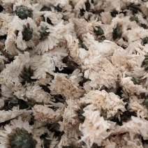 正宗黄山白菊花