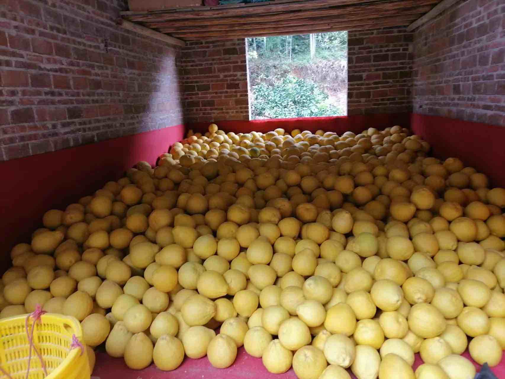 沙田柚整箱堆放于阴凉通风仓库场景