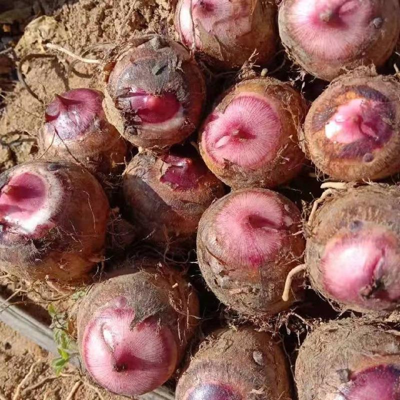 红芽芋头高产种植技术图片