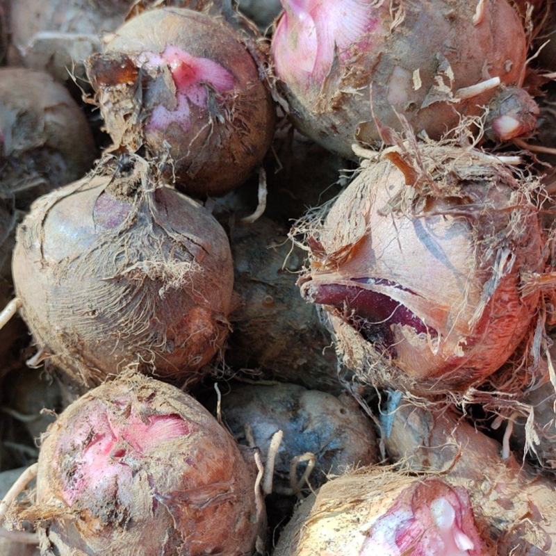 [红芽芋批发]四川攀枝花米易芋头 1.50元/斤精品红芽芋 _ 一亩田