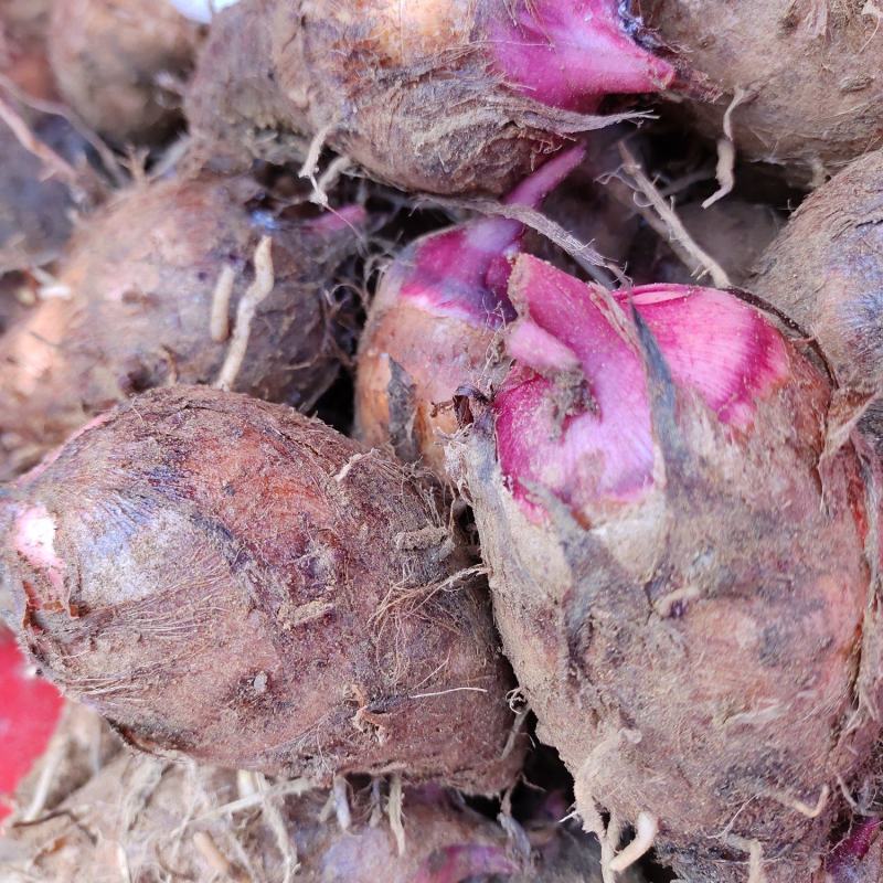 [红芽芋批发]四川攀枝花米易芋头 1.50元/斤精品红芽芋 _ 一亩田