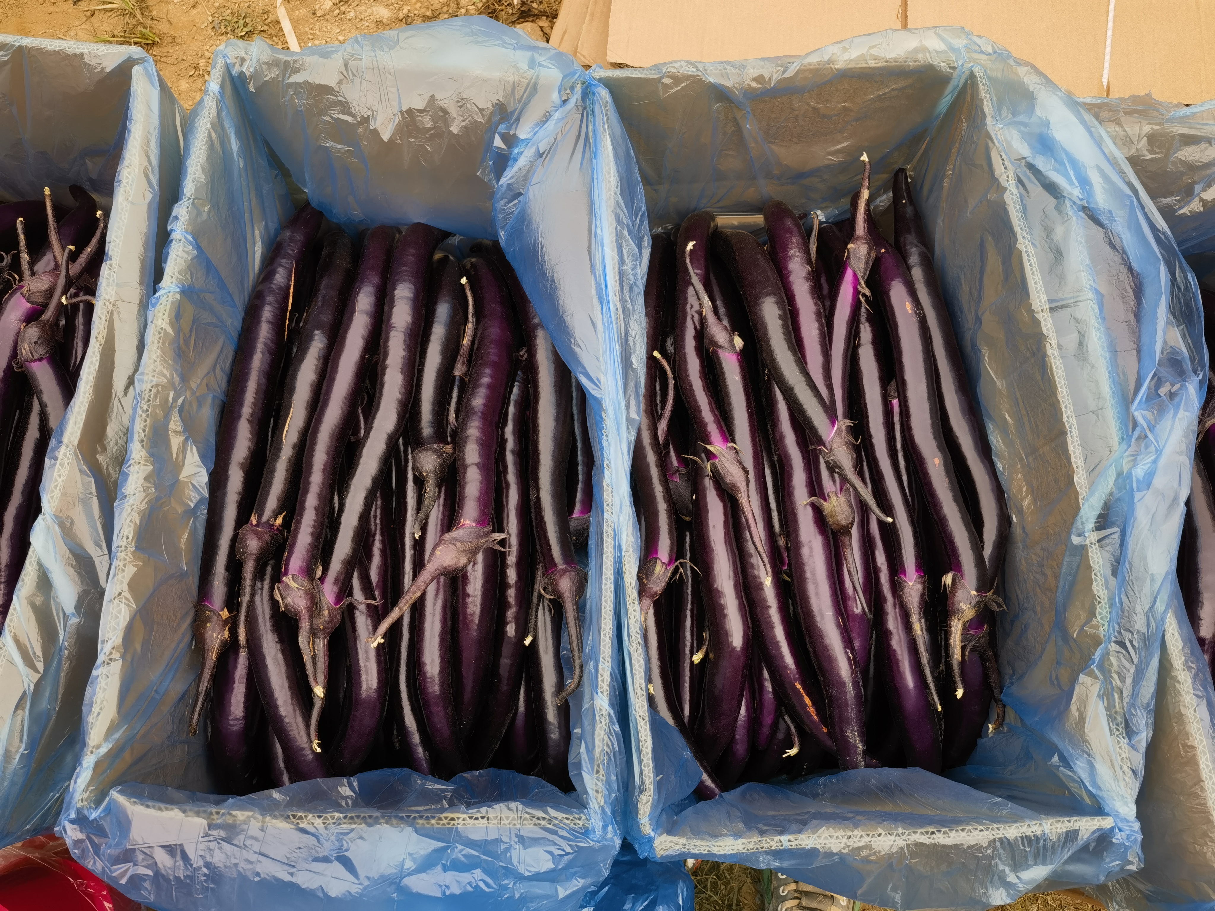 线茄冷藏保存方法示意图