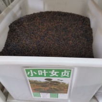新采绿化树种小叶女贞种子四季常青花花卉绿化工程专业苗四季