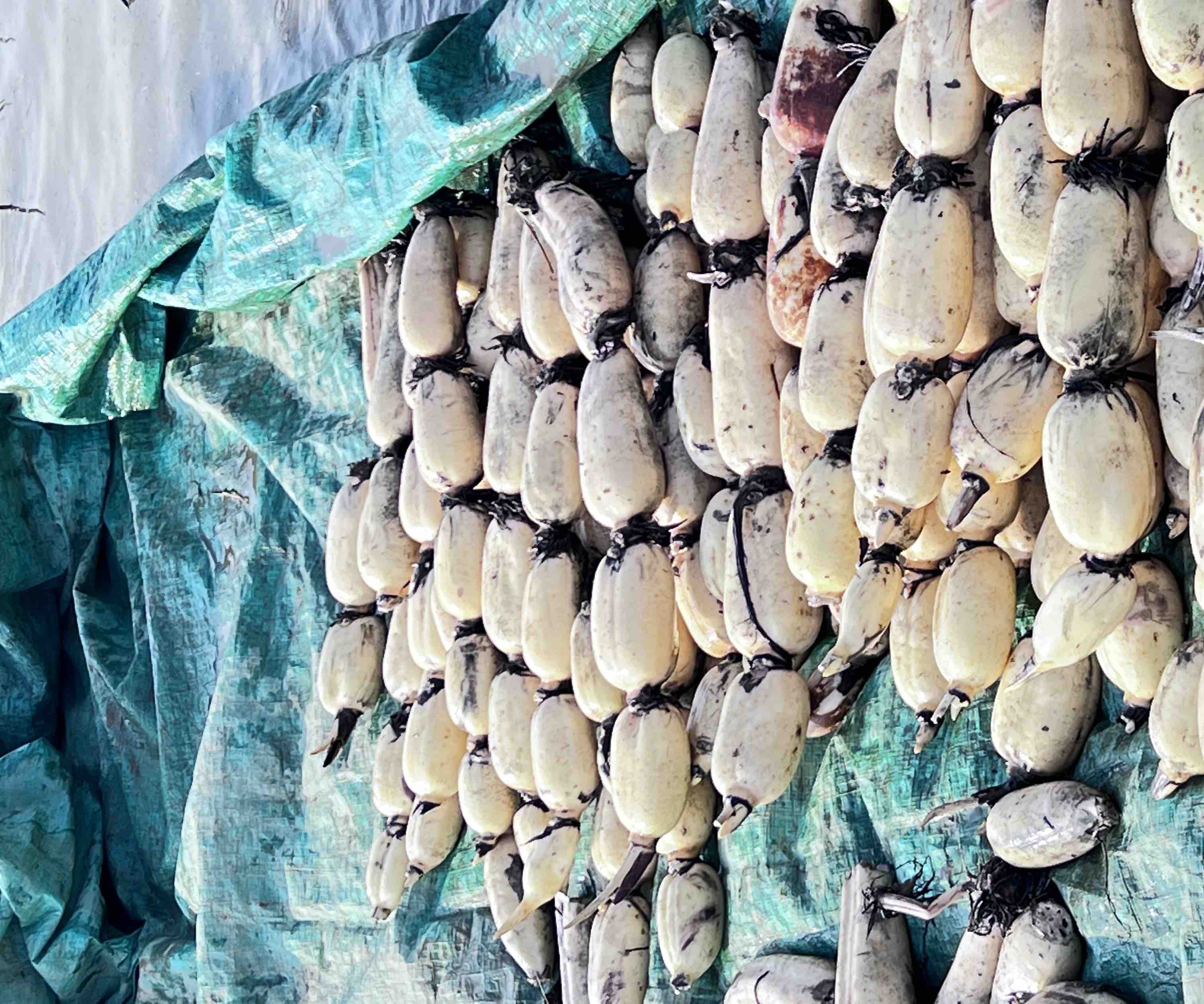 白莲藕不同品种对比图