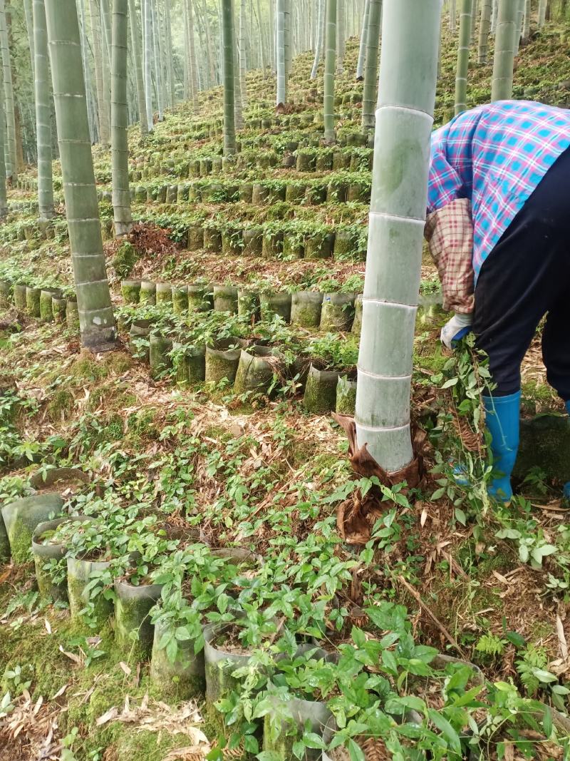 浙江三叶青种植基地图片