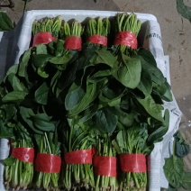 河南焦作菠菜已上市高度27左右黑圆叶欢迎选购对接商超电商