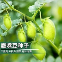 鹰嘴豆种子新疆农家蔬菜种孑可食用阳台庭院盆栽桃豆种籽四季