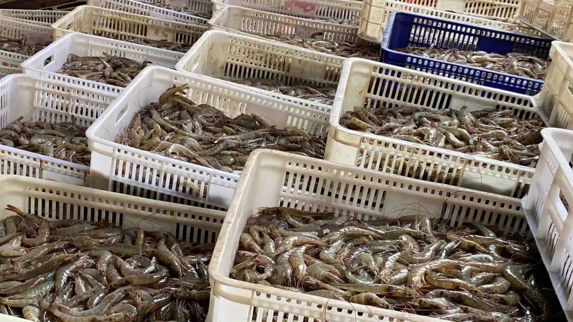 新鲜的对虾整齐地成对摆放在湿漉漉的竹筐中,背景是传统的渔港市场,阳光洒在虾壳上泛出青蓝色光泽,旁边有渔民正在称重交易 对虾在市场上成对摆放