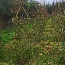 紫薇花瓶基地直发一手货源价格美丽欢迎电话沟通