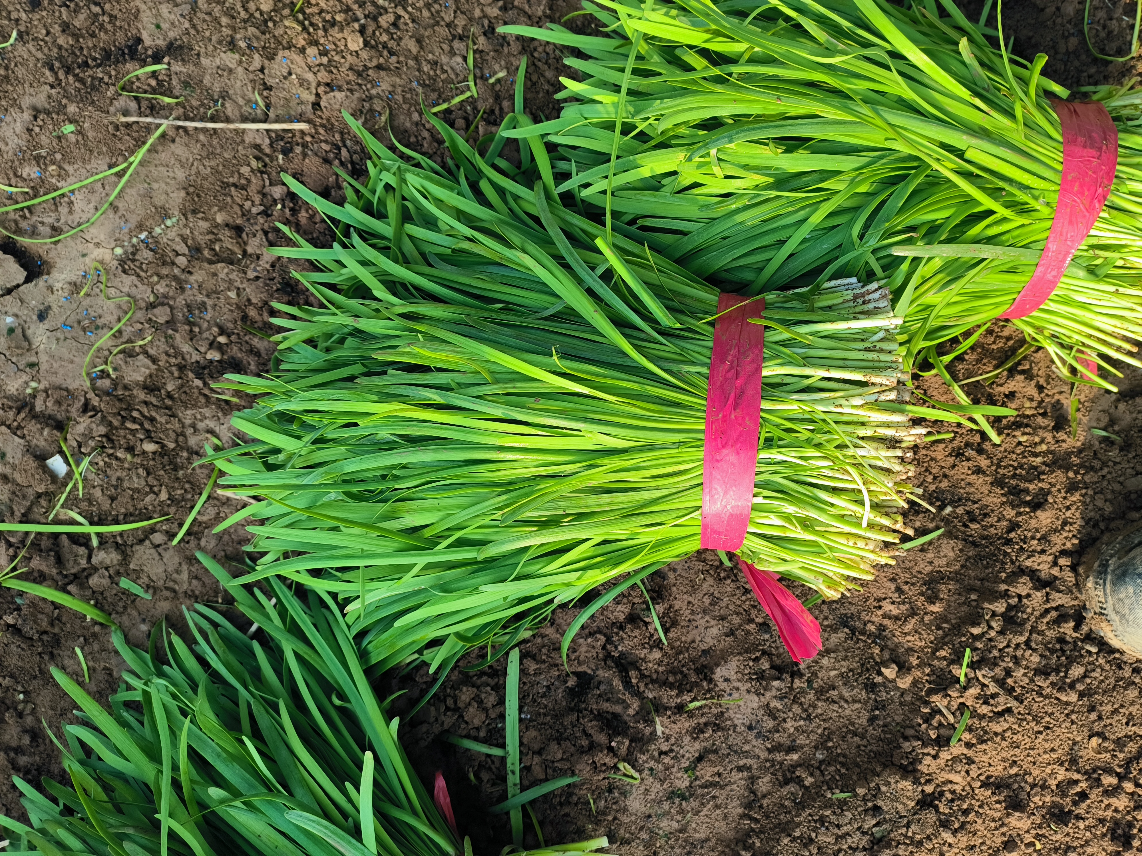 沙藏韭菜示意图