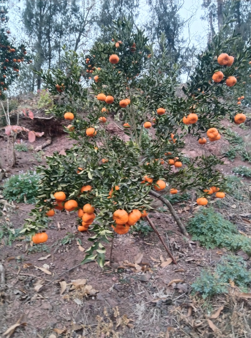 四川屏山椪柑