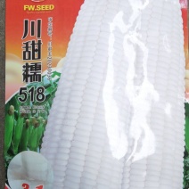 玉米种子川甜糯518大棒白甜糯鲜食玉米口感好香甜糯