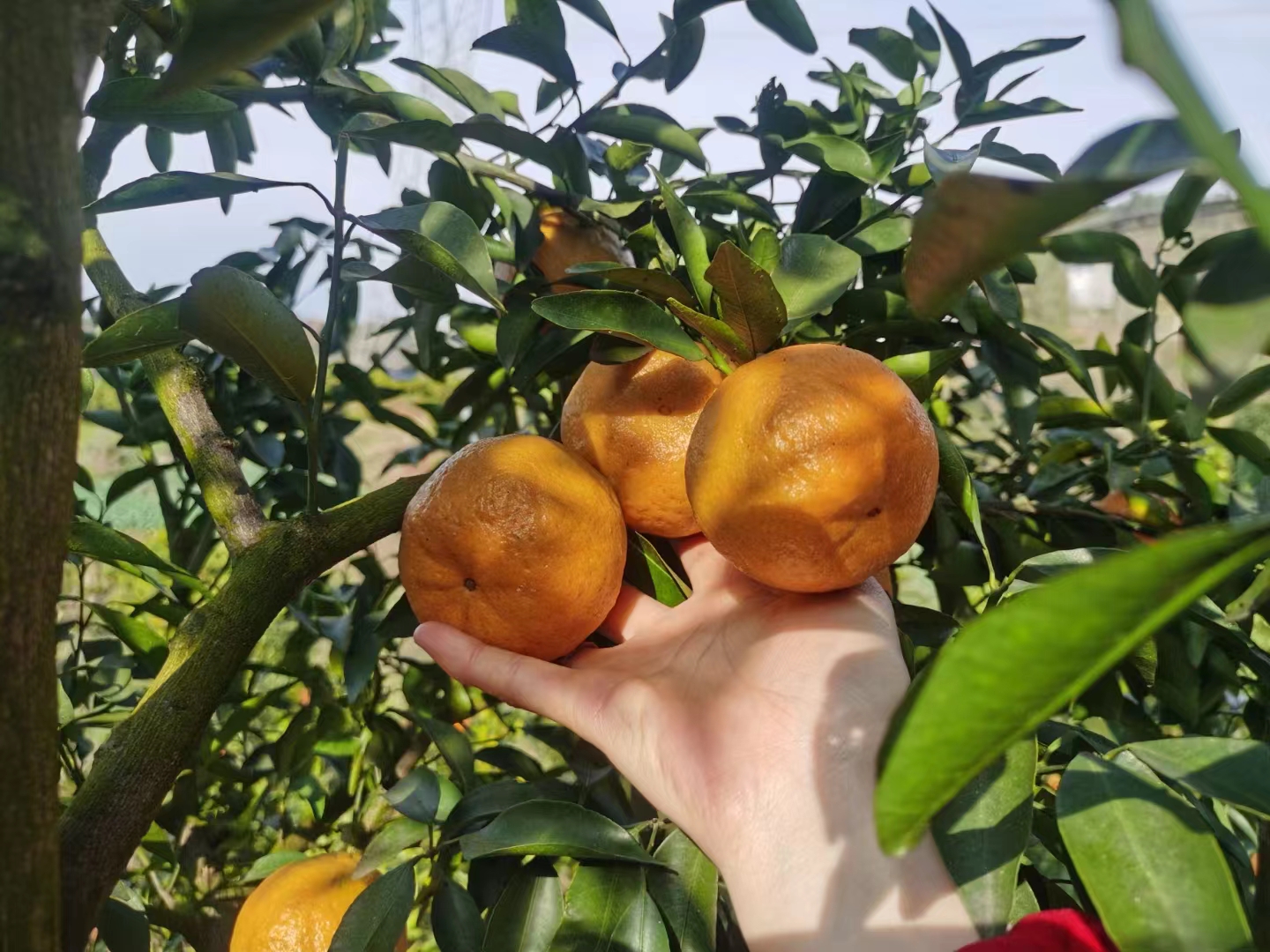 一位经验丰富的匠人正在用小刀对新鲜采摘的茶枝柑进行‘三刀法’开皮操作,柑果被整齐地分成三瓣,果皮完整无损,刀工精准。背景为农家院落,地上铺满正在晾晒的柑皮,空气中弥漫着清新的柑橘芳香 新会陈皮传统三刀法开皮过程